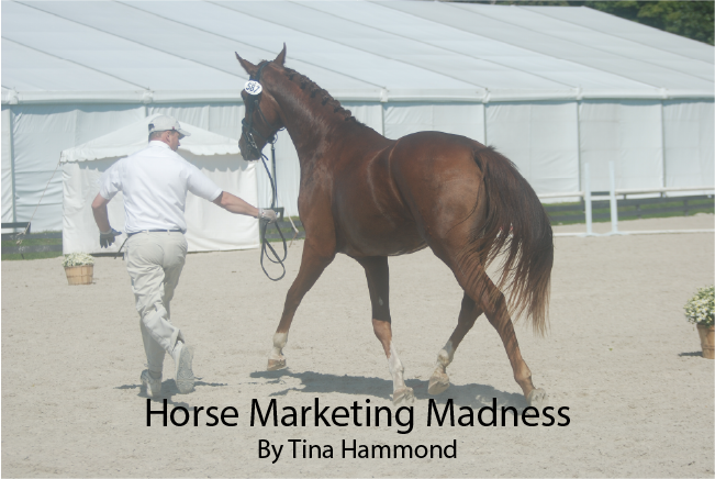 Horse Marketing Madness