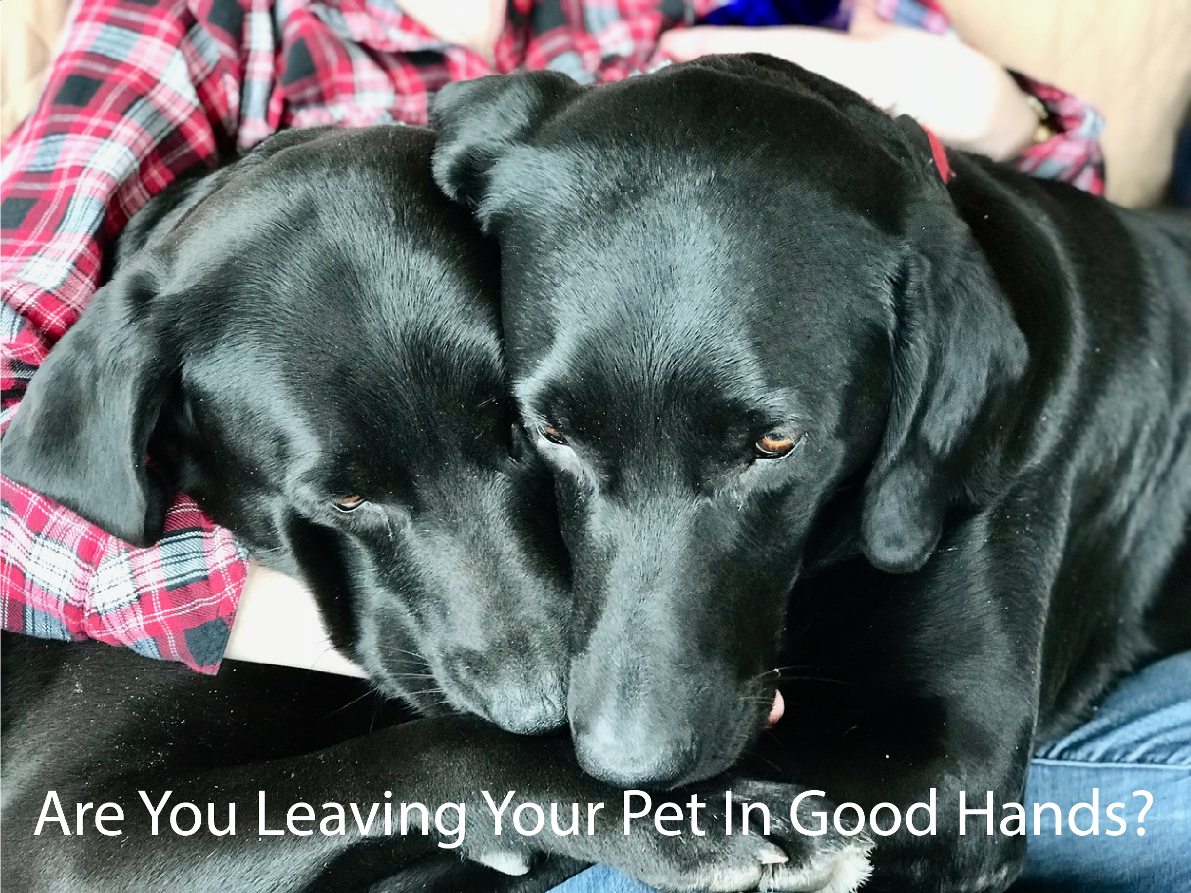 Are You Leaving Your Pet In Good Hands?