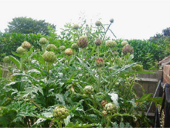 Grow your own produce to sell 