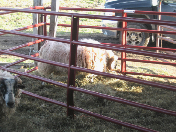 Diversify the business model