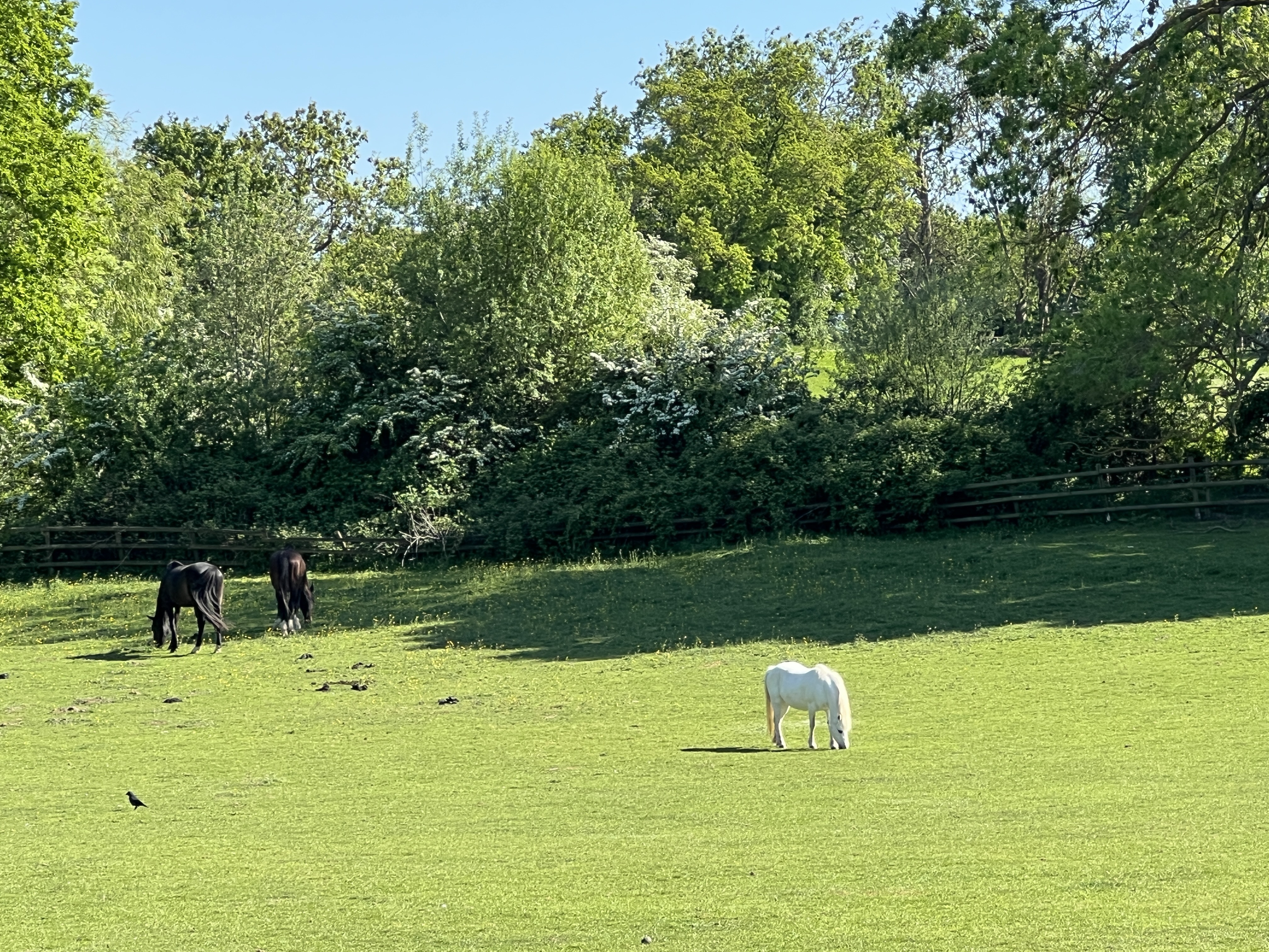 Ponies