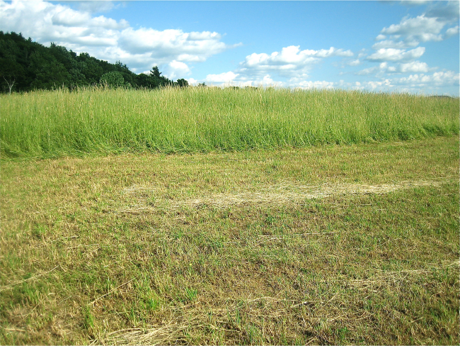 Hayfield