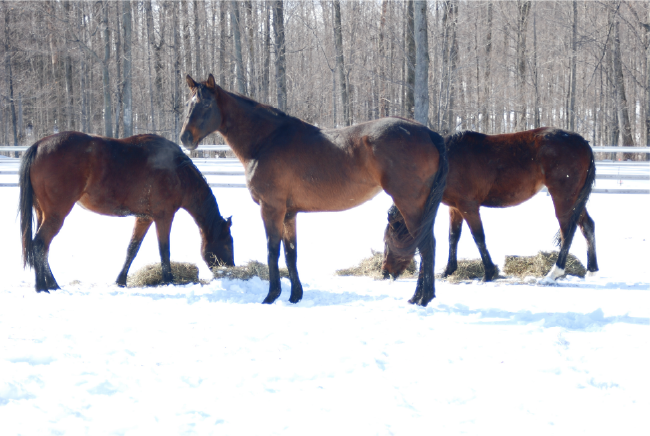 Winter Turn Out