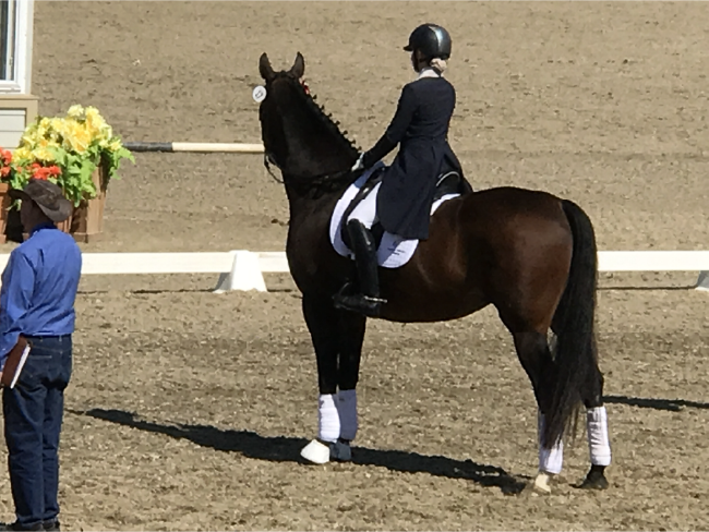 Horse Marketing Madness