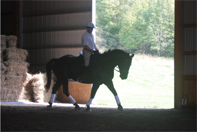 Horse Marketing Madness