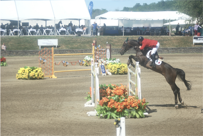 Horse Marketing Madness