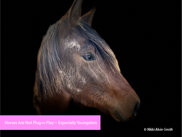 Horses Are Not Plug-n-Play ~ Especially Youngsters Horses Are Not Plug-n-Play ~ Especially Youngsters