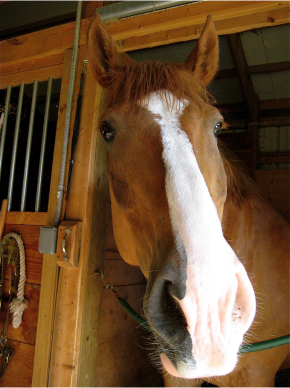 Horse Looking Out of an Aisleway Door