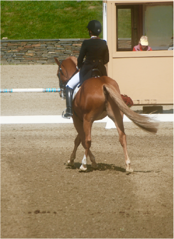 Master The Half-Pass – Dressage Is Easier Than You Think