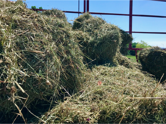 Small Square Bales in Wagon