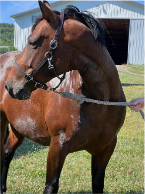 Hore on Halter.