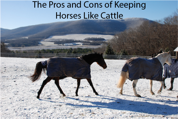 The Pros and Cons of Keeping Horses Like Cattle