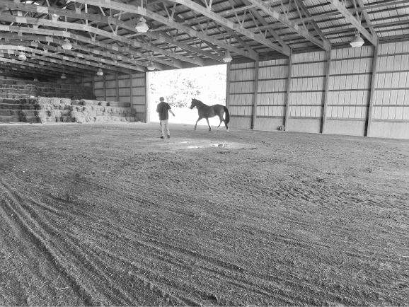 Aim to always allow the horse the freedom of movement and to look about his space