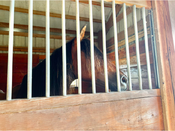 Tips To Make A Horse Barn Lease Work Bay Horse in Stable