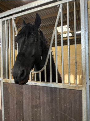 Black Horse in Stable