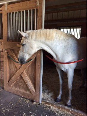 Grey Horse Looking Down A Barn Aisleway