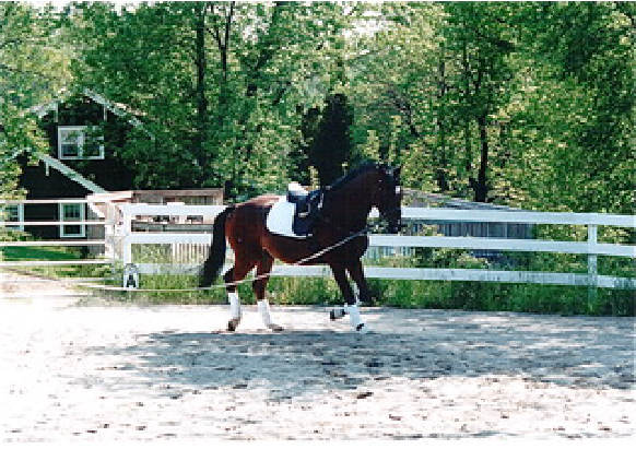 Top 10 Budget Backyard Horsekeeping Hacks We added a limestone based concrete sand to the arena.