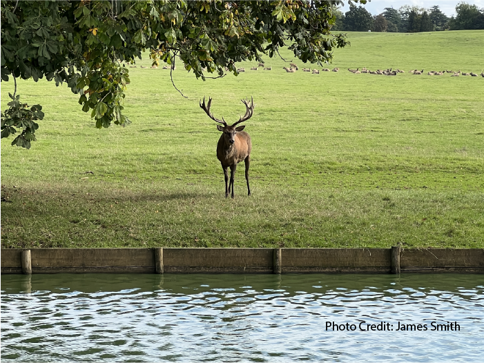 Walk On Gently:
A Carriage Ride Adventure Through Woburn Deer Park-Part 1 
by B.E. Smith