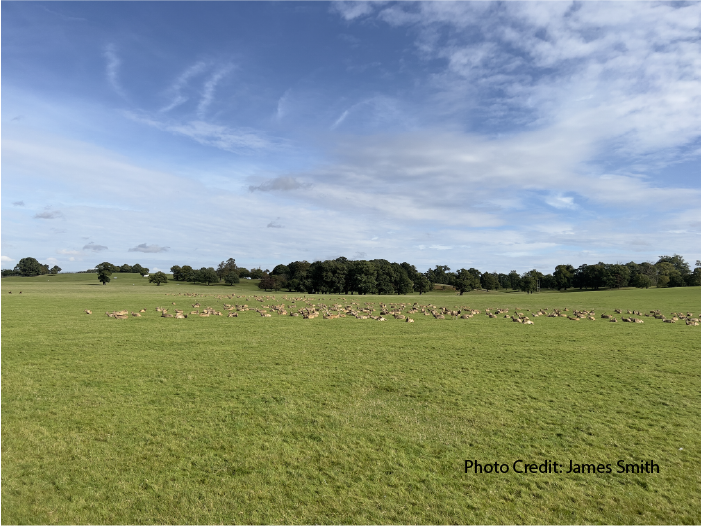 Walk On Gently:
A Carriage Ride Adventure Through Woburn Deer Park-Part 1 
by B.E. Smith