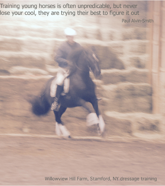 Training young horses is often unpredictable, but never lose your cool, they are trying to work it out.
