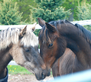 Foals having a chat