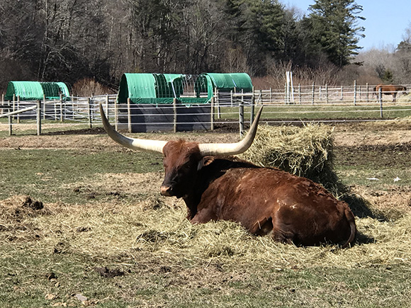 Parasites and Pasture Management