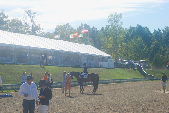 Life As A Professional Horse Groom By Tina Hammond