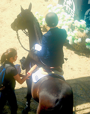 Life As A Professional Horse Groom By Tina Hammond