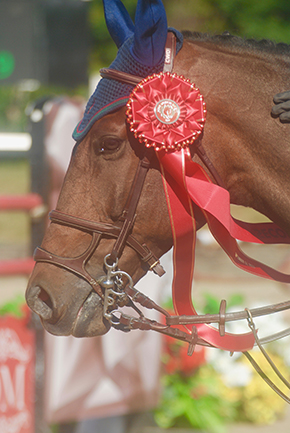 Life As A Professional Horse Groom By Tina Hammond