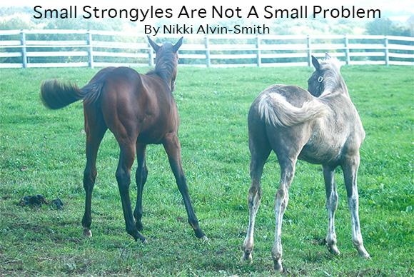 Small Strongyles Are Not A Small Problem
By Nikki Alvin-Smith 