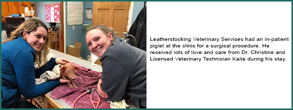 Leatherstocking Vet Services Share UTD Info For Horse Owners