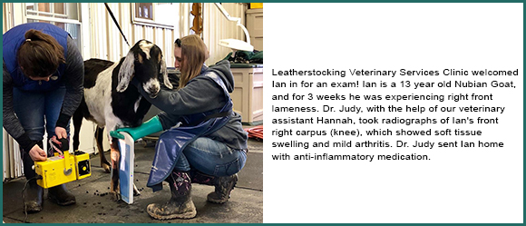 Leatherstocking Vet Services Share UTD Info For Horse Owners