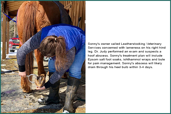 Leatherstocking Vet Services Share UTD Info For Horse Owners