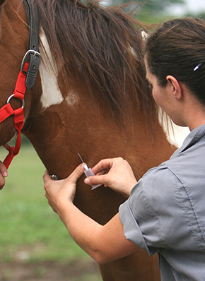 Treat Your Vet With Respect