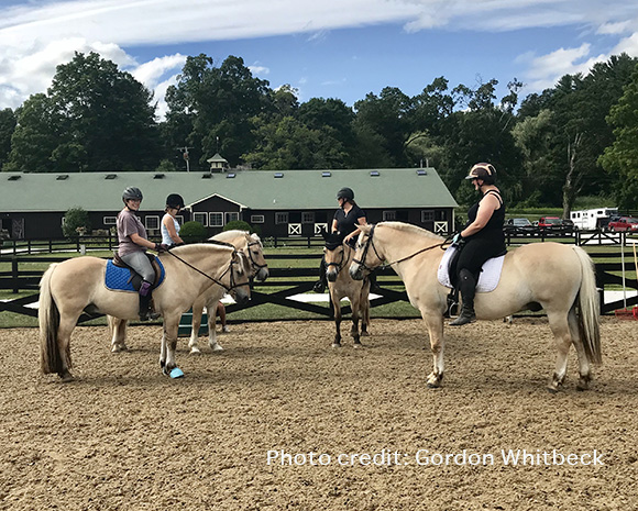 Dancing Dressage Fjords Take Root