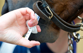 Dewormer Resistance Sparks FDA Request By Nikki Alvin-Smith
