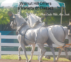 Walnut Hill