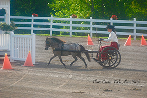 Mini in Harness