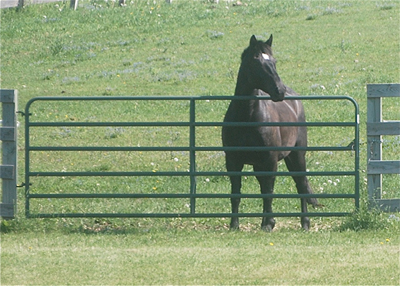 The Key to Success ~ Dressage Schooling Based on Your Horse’s Temperament and Conformation ~ Part 1 Conformation