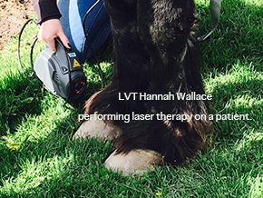 Laser Therapy