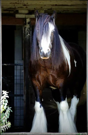 The Gypsy Vanner in North Eastern U.S.A.
By Nikki Alvin-Smith