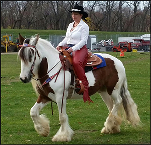 The Gypsy Vanner in North Eastern U.S.A.
By Nikki Alvin-Smith