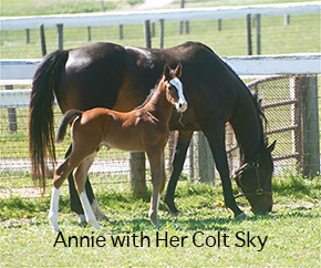 The Life and Times of Annie ~ A Thoroughbred’s Second Chance By Nikki Alvin-Smith