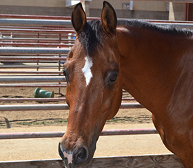 Successful Horse & Pet Adoption ~ Once Upon a Time By Nikki Alvin-Smith