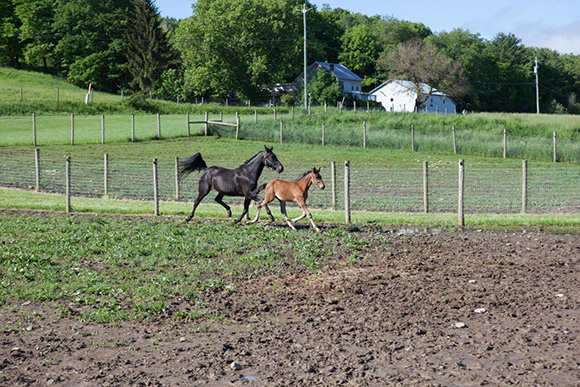 ump Into Spring with Leatherstocking Veterinary Services~ CH Staff