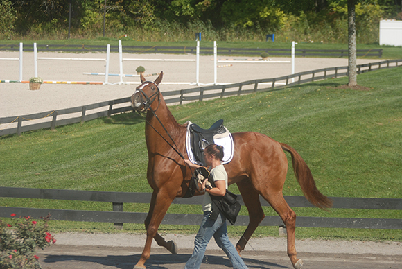 How to Successfully Sell Your Horse By Nikki Alvin-Smith