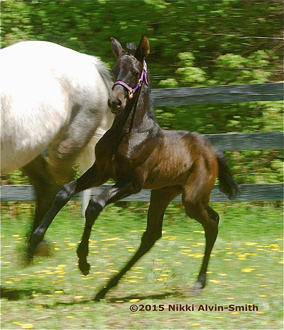 How to Successfully Sell Your Horse By Nikki Alvin-Smith