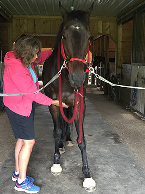 Modern Day Horse Whisperer By Nikki Alvin-Smith