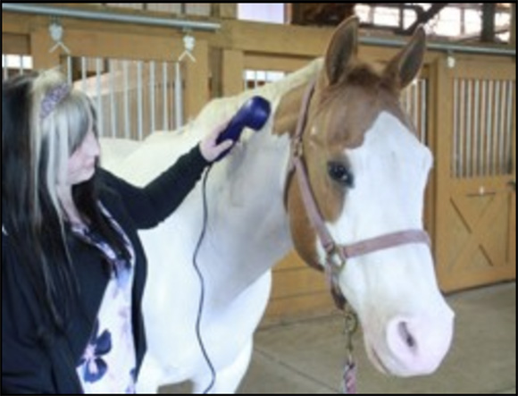 Keep Current on the Wonders of Alternative Therapy for Horses By Nikki Alvin-Smith