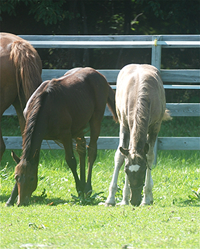 Count Down To A Successful Equine Deworming Program By Nikki Alvin-Smith